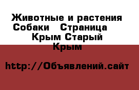 Животные и растения Собаки - Страница 2 . Крым,Старый Крым